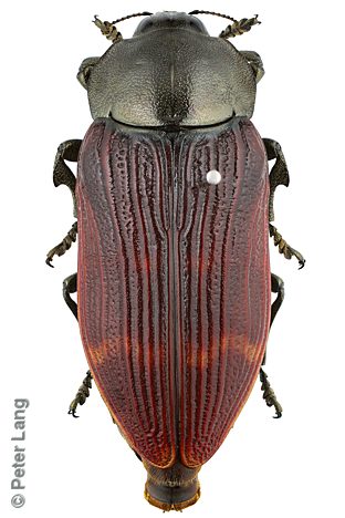 Temognatha stevensii, PL3529, female, EP, 53.0 × 22.2 mm
